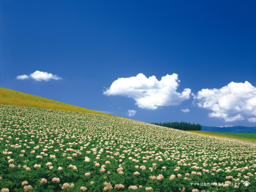49013 (a): :1600x1200